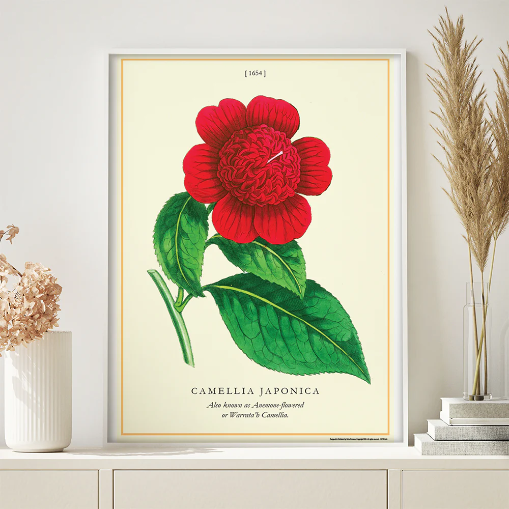 Paper Sale - Decorative Posters